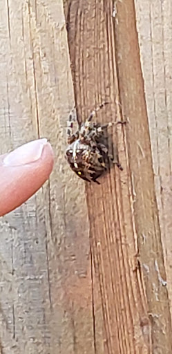 Grocery Store «Safeway», reviews and photos, 6701 E Mill Plain Blvd, Vancouver, WA 98661, USA