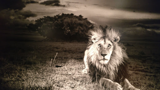 Museum «National Geographic Museum», reviews and photos, 1145 17th Street NW, Washington, DC 20036, USA