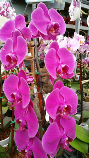 Hardware Store «Proctor Ace Hardware», reviews and photos, 1281 Atlantic Blvd, Neptune Beach, FL 32266, USA