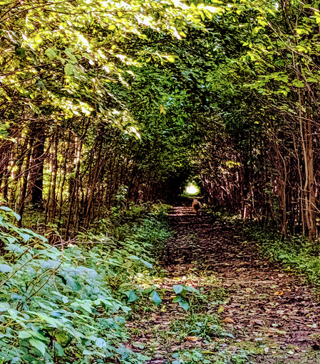 Movie Theater «AMC Forum 30», reviews and photos, 44681 Mound Rd, Sterling Heights, MI 48314, USA