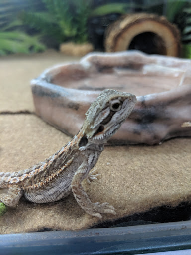 Pet Store «PetSmart», reviews and photos, 17150 Ventura Blvd, Encino, CA 91316, USA