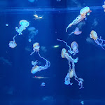 Photo n° 5 de l'avis de Rebecca.e fait le 23/10/2023 à 16:27 pour Nausicaa Centre National De La Mer à Boulogne-sur-Mer