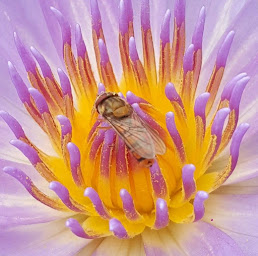 Photo n°1 de Les Nymphes du thouêt à Lhoumois ()