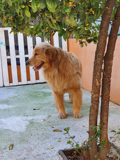 Logo da empresa - Parque dos Mascotes