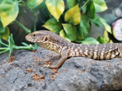 Pet Supply Store «Petco Animal Supplies», reviews and photos, 190 Quality Dr, Hooksett, NH 03106, USA