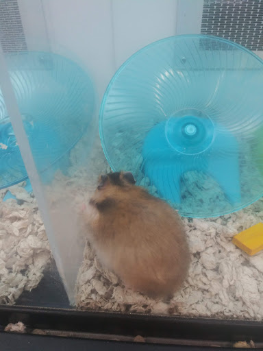 Pet Supply Store «Petco Animal Supplies», reviews and photos, 1694 Boston Rd, Springfield, MA 01129, USA