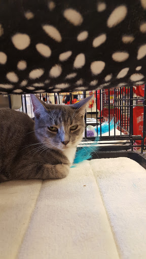 Pet Supply Store «PetSmart», reviews and photos, 12741 Towne Center Dr, Cerritos, CA 90703, USA