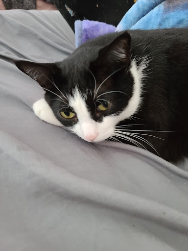 Pet Supply Store «PetSmart», reviews and photos, 4550 W Lake Mary Blvd, Lake Mary, FL 32746, USA