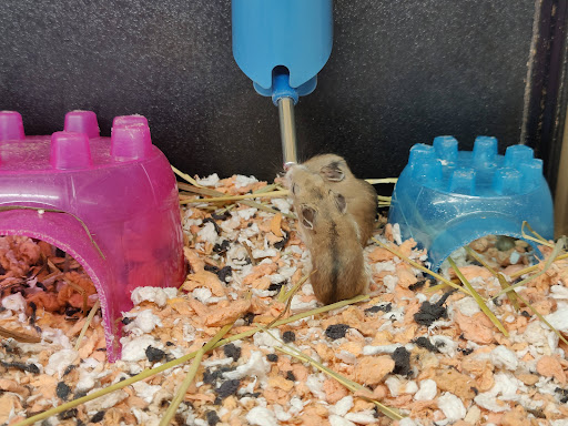 Pet Supply Store «PetSmart», reviews and photos, 128 Bailey Farm Rd, Monroe, NY 10950, USA