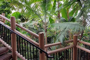 Boettcher Memorial Tropical Conservatory image