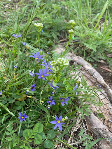 Park «Cottonwood Park», reviews and photos, 4051 N Story Rd, Irving, TX 75038, USA