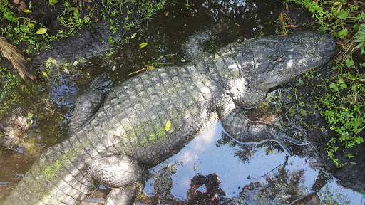 Tourist Attraction «Jungle Adventures, A Real Florida Animal Park», reviews and photos, 26205 E Colonial Dr, Christmas, FL 32709, USA