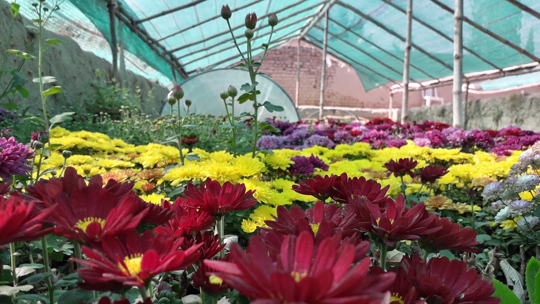 Bolan nursery