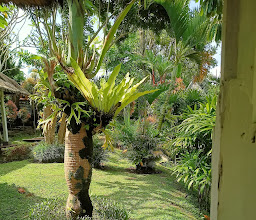 Warung Mina Ubud photo