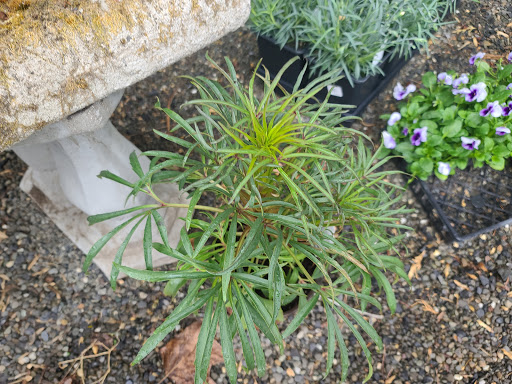 Garden Center «Victoria Gardens», reviews and photos, 1 Cottekill Rd, Rosendale, NY 12472, USA