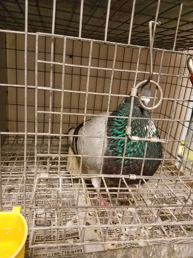 Pet Store «El Palomar Pet Shop Inc», reviews and photos, 4712 W Flagler St, Coral Gables, FL 33134, USA