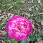 Photo n°5 de l'avis de Da.a fait le 22/06/2020 à 18:06 sur le  villa Condulmer à Zerman, Mogliano Veneto