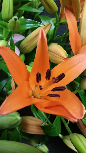 Florist «Neilsen Florists», reviews and photos, 309 S Cloverdale St C7, Seattle, WA 98108, USA