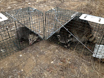 Bella Bugs Pest Control - Photo 3 - Car repair in , Austin