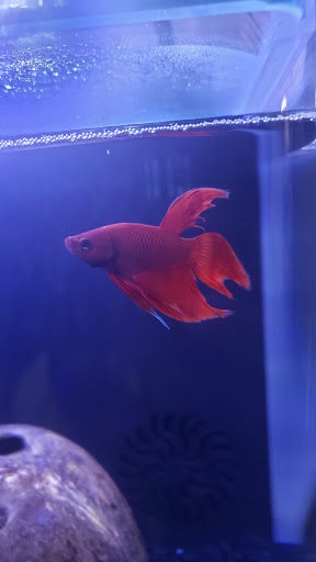 Pet Supply Store «New Lucky Fish Aquarium & Pet Supply», reviews and photos, 4818 8th Ave, Brooklyn, NY 11220, USA