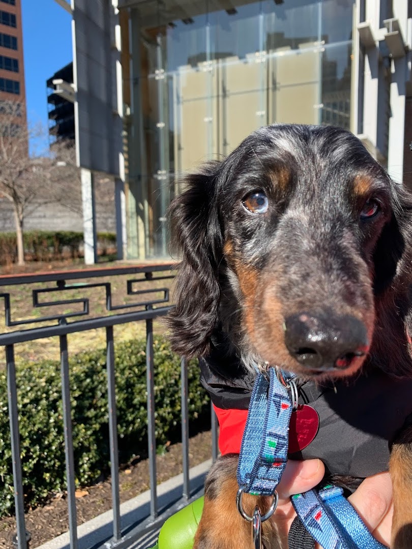 Doxie Rescue of Bucks County & NJ