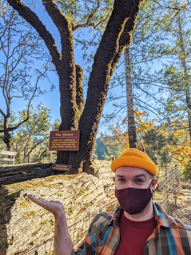 National Forest «Petrified Forest», reviews and photos