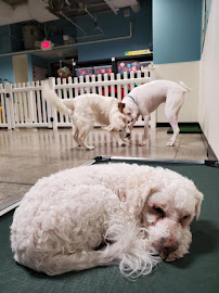 Tabby & Jack's Pet Supplies and Grooming Fitchburg - Photo 4 - Car repair in Fitchburg, WI, Madison