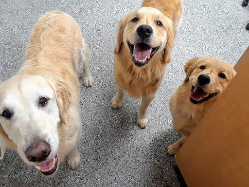 Pet Groomer «Brookline Grooming & Pet Supplies», reviews and photos, 146 Harvard St, Brookline, MA 02446, USA