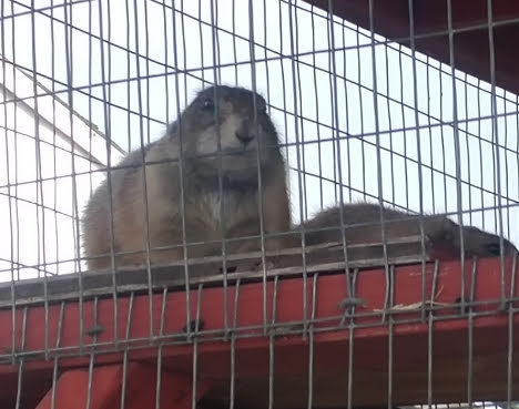 Zoo «Petting zoo Ocala», reviews and photos, 11150 FL-40, Ocala, FL 34482, USA