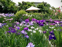 花しょうぶ園