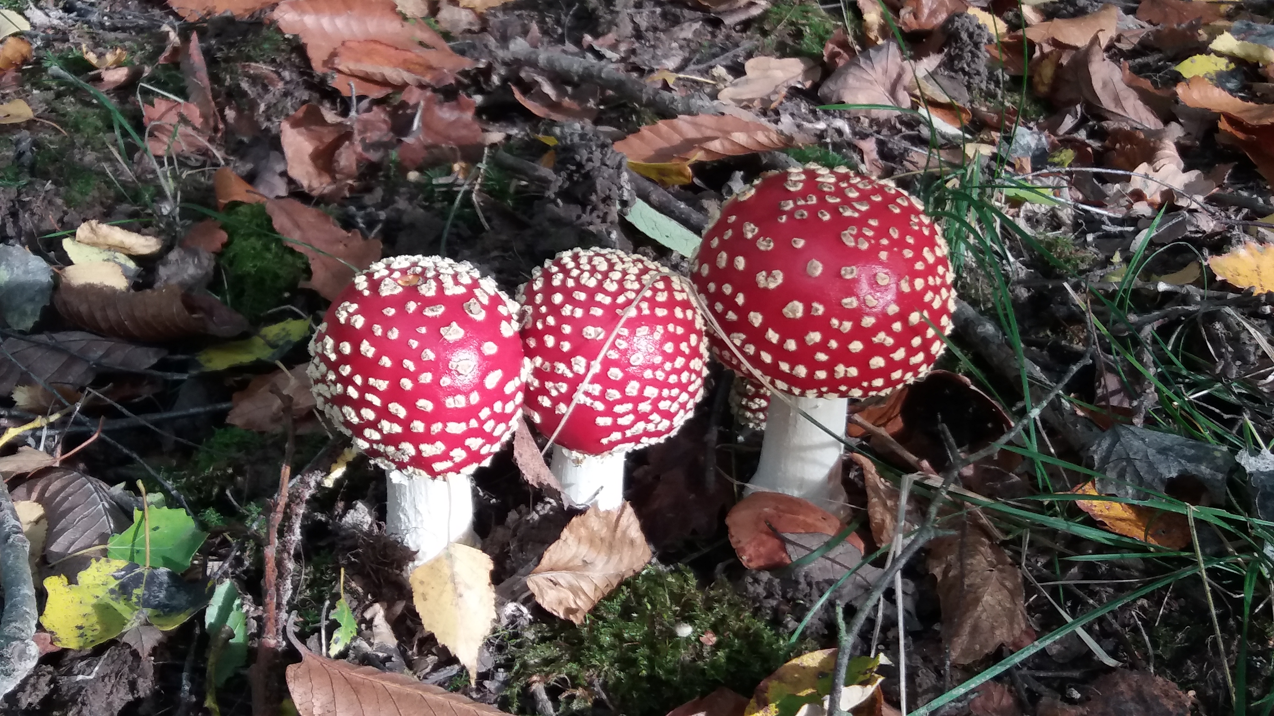 Photo n° 3 de l'avis de David.h fait le 15/11/2018 à 07:12