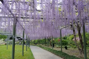 Hamamatsu Flower Park image