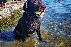 Dog Off-leash Swimming Beach image
