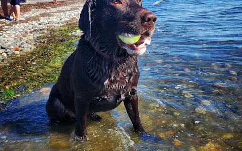 Dog Off-leash Swimming Beach image
