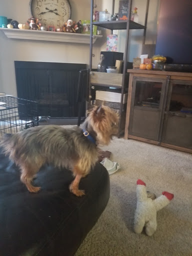 Pet Supply Store «Pet Food Express», reviews and photos, 320 S Lake Ave, Pasadena, CA 91101, USA