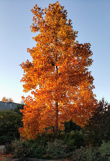 Resort «Oregon Garden», reviews and photos, 879 W Main St, Silverton, OR 97381, USA