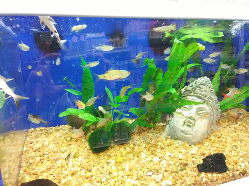 Pet Supply Store «Pet Supermarket», reviews and photos, 465 State Rd 13, Fruit Cove, FL 32259, USA