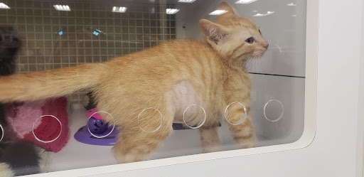 Pet Supply Store «Petco Animal Supplies», reviews and photos, 3115 Iowa St, Lawrence, KS 66046, USA