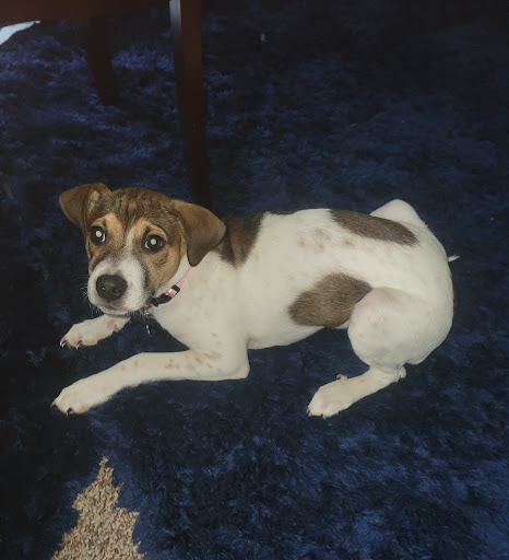 Pet Supply Store «Petco Animal Supplies», reviews and photos, 693 Middletown Warwick Rd, Middletown, DE 19709, USA