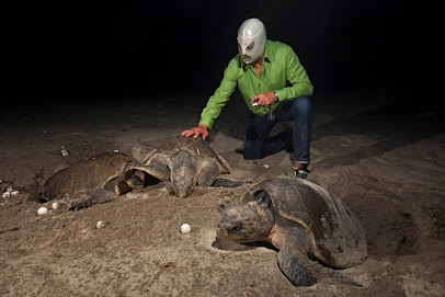 COSTA SALVAJE (WILDCOAST México) - ONG Ensenada, Baja California, México - Organización no gubernamental
