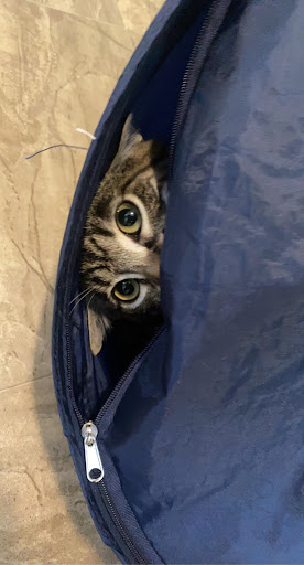 Pet Supply Store «Petco Animal Supplies», reviews and photos, 517 N 3rd Pl, Manhattan, KS 66502, USA