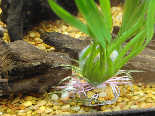 Pet Supply Store «Petco Animal Supplies», reviews and photos, 3270 N Pleasantburg Dr, Greenville, SC 29609, USA