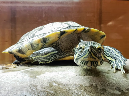 Park «Barfield Crescent Park», reviews and photos, 697 Veterans Pkwy, Murfreesboro, TN 37128, USA