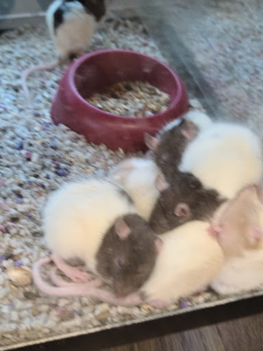 Pet Store «Pet Haven Pet Shop», reviews and photos, 19 US-6, Valparaiso, IN 46385, USA