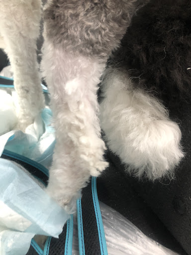 Pet Supply Store «PetSmart», reviews and photos, 358 Broadway, Saugus, MA 01906, USA