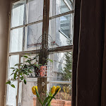 Photo n°5 de l'avis de Sieben.t fait le 24/02/2024 à 16:30 sur le  Hopfendolde à Neukirch