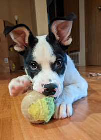 Pacific Heights Veterinary Hospital - Photo 5 - Car repair in Renton, WA, Renton
