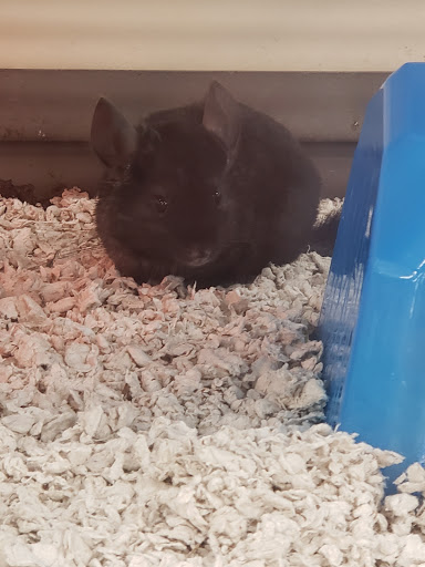 Pet Supply Store «Petco Animal Supplies», reviews and photos, 86 Storrs Rd, Mansfield Center, CT 06250, USA