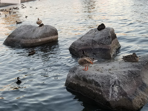 Park «Heritage Park», reviews and photos, 111 Waverly Way, Kirkland, WA 98033, USA