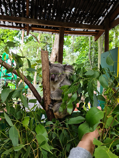 Koala Park Sanctuary Sydney